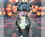 HARLEY - Female Mutt Dog for Adoption - Small photo