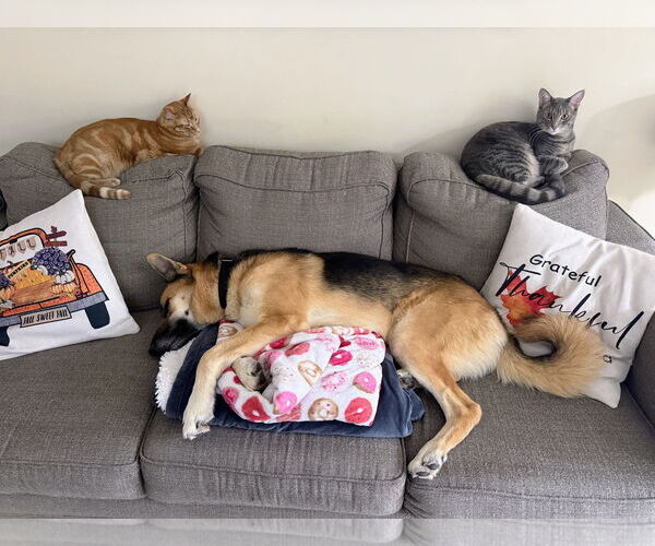 Medium Photo #3 German Shepherd Dog-Unknown Mix Puppy For Sale in Rockaway, NJ, USA