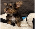 Small #1 Yorkshire Terrier