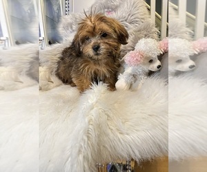 Shorkie Tzu Puppy for sale in CROMWELL, CT, USA
