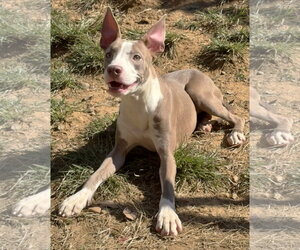 American Pit Bull Terrier-Unknown Mix Dogs for adoption in Wetumpka, AL, USA