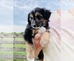 Puppy Tina Aussie-Poo