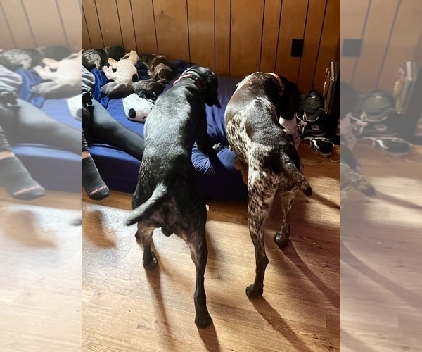 Medium Photo #2 German Shorthaired Pointer Puppy For Sale in ELK GARDEN, WV, USA