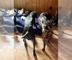 Small #1 German Shorthaired Pointer
