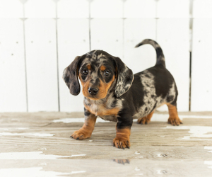 Dachshund Puppy for sale in BREMEN, IN, USA