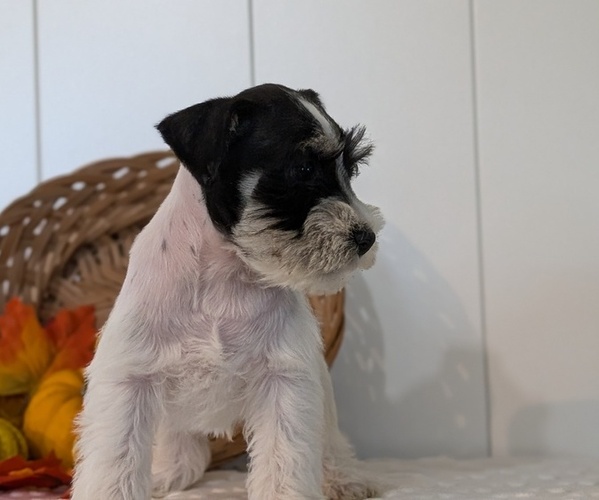 Medium Photo #14 Schnauzer (Miniature) Puppy For Sale in GOSHEN, IN, USA