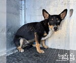 Small #3 Australian Kelpie Mix
