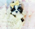 Small #2 Shih Tzu