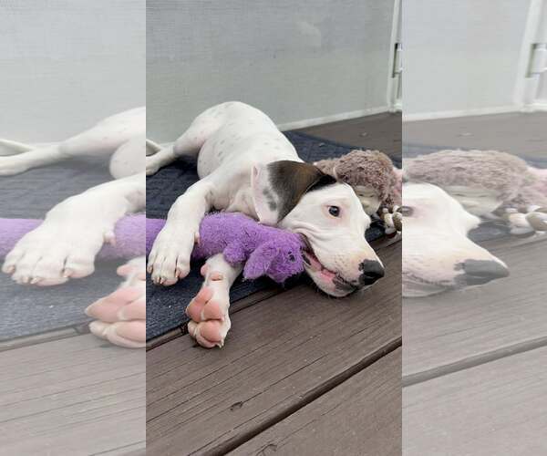 Medium Photo #7 Mutt Puppy For Sale in Woodbury, NY, USA