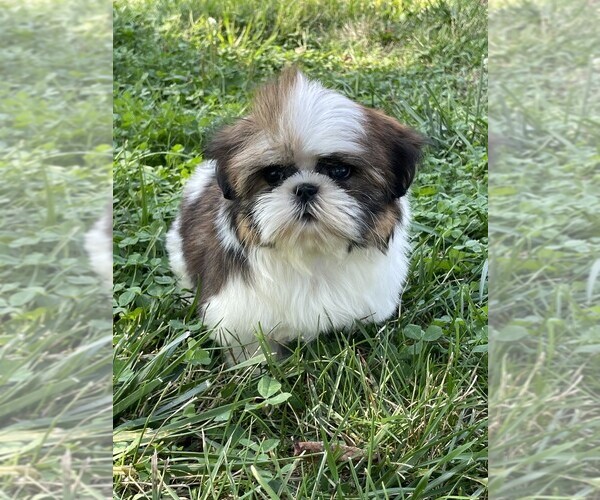Medium Photo #4 Shih Tzu Puppy For Sale in SYRACUSE, IN, USA