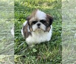 Small #3 Shih Tzu