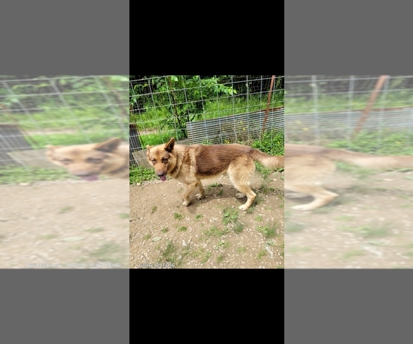 Medium Photo #1 German Shepherd Dog Puppy For Sale in SCOTTSVILLE, KY, USA