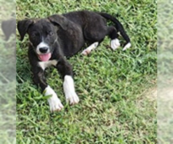Medium Photo #1 American Staffordshire Terrier Puppy For Sale in Oklahoma City, OK, USA