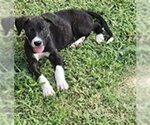 Small American Staffordshire Terrier