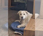 Small Labrador Retriever