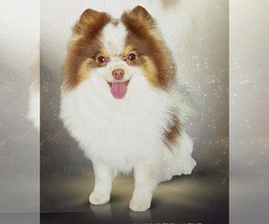 Father of the Pomeranian puppies born on 01/09/2023