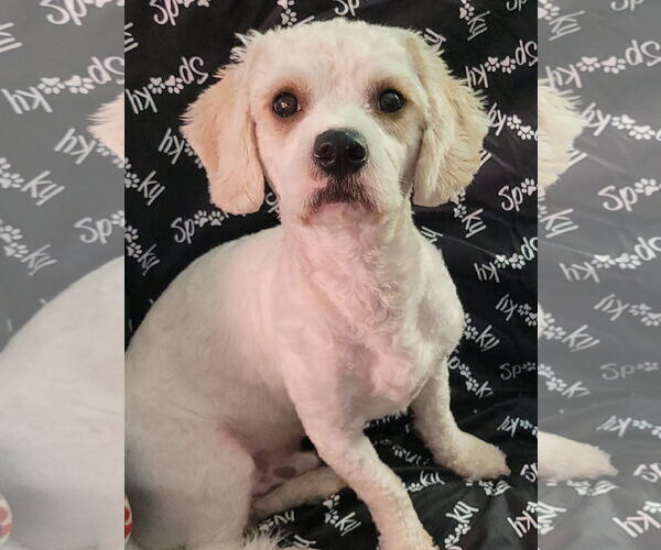 Medium Photo #2 Cavalier King Charles Spaniel-Unknown Mix Puppy For Sale in FAIRLAWN, OH, USA