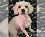 Small #1 Cavalier King Charles Spaniel Mix