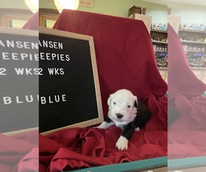 Old English Sheepdog Puppy for Sale in MESICK, Michigan USA