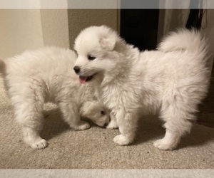 Samoyed Puppy for sale in CHICAGO, IL, USA