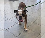 Small Bulldog