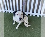 Small Borador