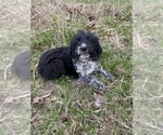 Small Photo #2 Aussiedoodle Puppy For Sale in MYRTLE, MO, USA