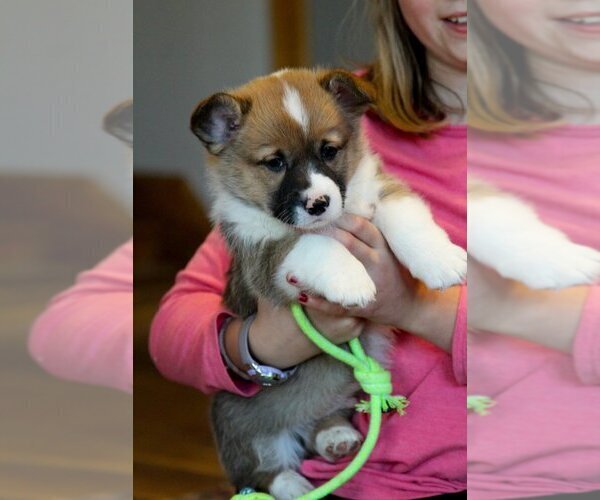 Medium Photo #2 Pembroke Welsh Corgi Puppy For Sale in FAIR GROVE, MO, USA