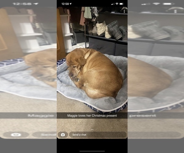 Medium Photo #9 Labrador Retriever Puppy For Sale in LONDON, OH, USA