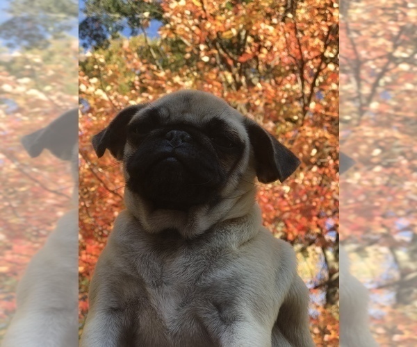 Medium Photo #7 Pug Puppy For Sale in NEW WINDSOR, NY, USA