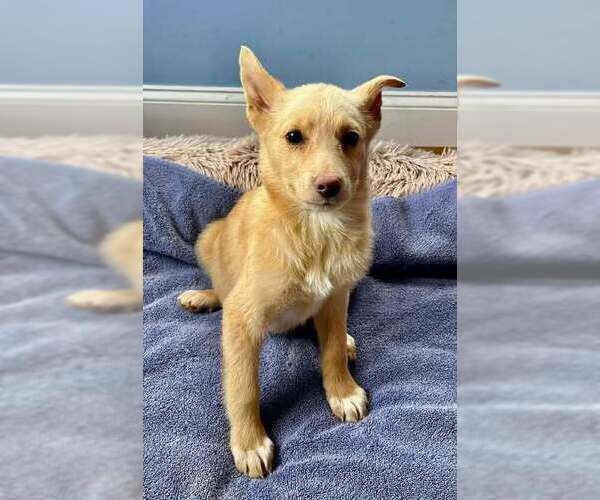 Medium Photo #1 Labrador Retriever-Unknown Mix Puppy For Sale in New York, NY, USA