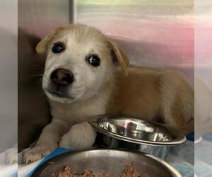 Labrador Retriever-Unknown Mix Dogs for adoption in San Antonio, TX, USA