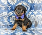 Small Photo #1 Rottweiler Puppy For Sale in GLEN ROCK, PA, USA