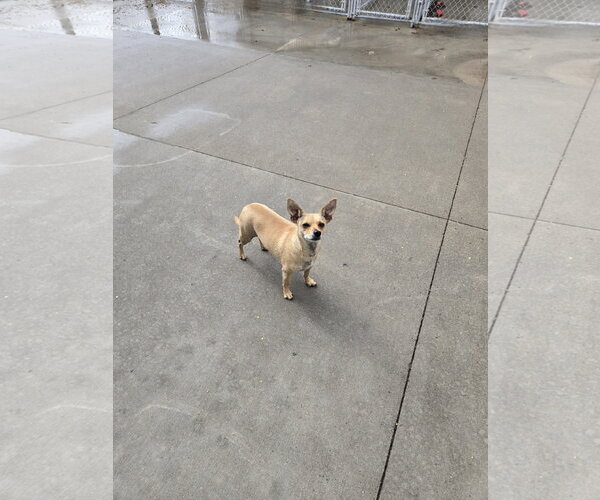 Medium Photo #1 Chihuahua-Unknown Mix Puppy For Sale in Maquoketa, IA, USA