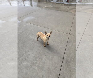 Chihuahua-Unknown Mix Dogs for adoption in Maquoketa, IA, USA