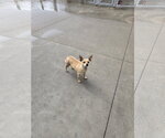 Small Chihuahua Mix