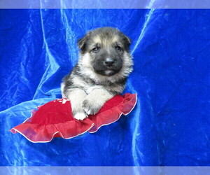 German Shepherd Dog Puppy for sale in HARTVILLE, MO, USA