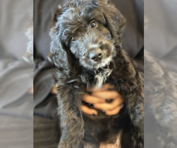 Medium Photo #14 Goldendoodle Puppy For Sale in FORT LAUDERDALE, FL, USA