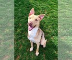 Small #6 Australian Shepherd Mix