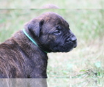 Small Photo #40 Boerboel Puppy For Sale in WASILLA, AK, USA