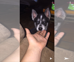 Small Photo #1 Siberian Husky Puppy For Sale in WASHBURN, WI, USA