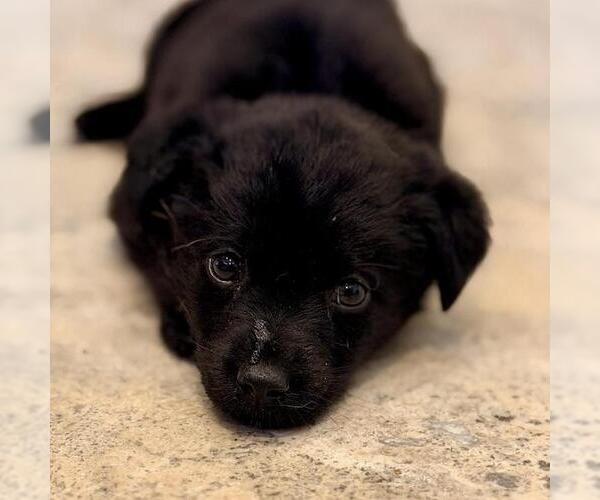 Medium Photo #3 Poodle (Miniature)-Unknown Mix Puppy For Sale in San Diego, CA, USA