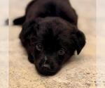 Small #2 Poodle (Miniature) Mix