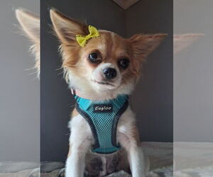 Chihuahua-Unknown Mix Dogs for adoption in Princeton, MN, USA