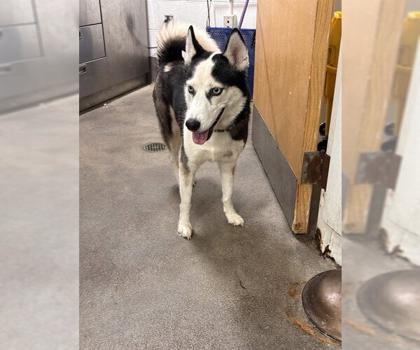 Medium Photo #1 Siberian Husky Puppy For Sale in Forestville, MD, USA