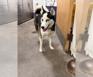Siberian Husky Dogs for adoption in Forestville, MD, USA