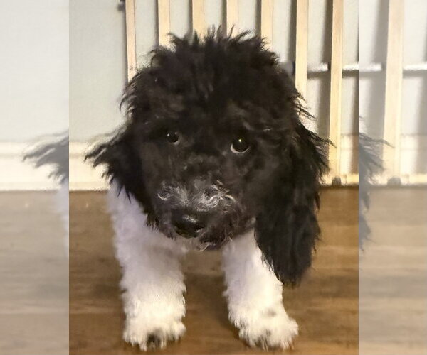 Medium Photo #3 Bichon Frise Puppy For Sale in Wheaton, IL, USA