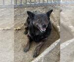 Small Photo #2 Mutt Puppy For Sale in Riverside, CA, USA