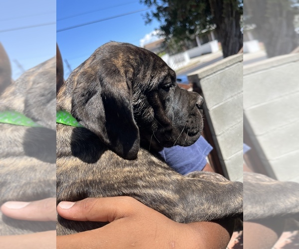 Medium Photo #7 Bullmastiff Puppy For Sale in LOS ANGELES, CA, USA
