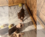 Small Photo #8 American Staffordshire Terrier Puppy For Sale in WALDORF, MD, USA